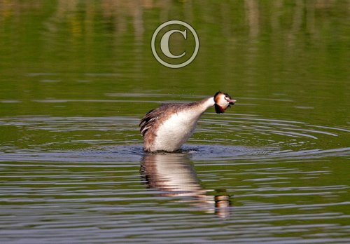 Great Crested Grebe 6